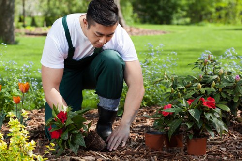 A young man with dark hair, wearing a white t-shirt, dark green trousers, and gardening gloves, is kneeling on the soil in a well-maintained garden in Uxbridge. He is planting or tending to vibrant red-flowered poinsettia plants situated in terracotta pots, which are positioned on a bed of mulch. The garden features a lush, green lawn in the background, bordered by flowering plants and small shrubs. Behind the lawn, there are mature trees and a dense border of natural foliage, suggesting a landscaped outdoor space suitable for gardening services. The scene is well-lit, indicating a clear, sunny day with natural daylight illuminating the vibrant colours and textures of the plants, soil, and lawn. This setting showcases typical garden maintenance activities, aligning with professional gardening services available in Uxbridge, as provided by Hedge Trimming Uxbridge.