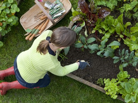 A woman is kneeling on a well-maintained grassy garden lawn, tending to a raised wooden bed filled with a variety of leafy green vegetables and herbs. She is wearing a lime green sweater, jeans, red rubber boots, and gloves, using her hands to carefully nurture the plants. To her side, there is a wooden tray containing gardening tools, including a small spade, a fork, and a trowel, indicating she is engaged in planting or weeding. The garden features lush, healthy foliage with different shades of green, some with darker, purple-tinged leaves, suggesting diverse plant varieties. The soil in the raised bed is rich and dark, contrasting with the vibrant green of the plants. The background shows more garden foliage, contributing to a peaceful and productive outdoor space that could be part of a domestic garden in Uxbridge, supporting professional gardening and landscaping services like Hedge Trimming Uxbridge.
